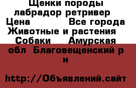 Щенки породы лабрадор ретривер › Цена ­ 8 000 - Все города Животные и растения » Собаки   . Амурская обл.,Благовещенский р-н